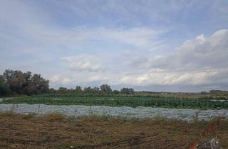 Gewerbeimmobilie kaufen in 2291 Lassee, Ackerland in Lassee