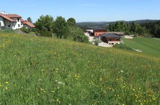 Grundstück zu kaufen in 4252 Liebenau, Baugrund in Dorfrandlage