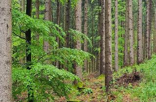 Gewerbeimmobilie kaufen in 5204 Straßwalchen, Gelegenheitskauf Wirtschaftswald/ Lengau