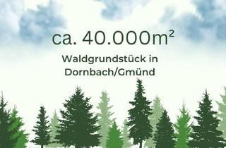 Gewerbeimmobilie kaufen in 9853 Gmünd, 4ha Waldfläche in Dornbach im Maltatal direkt an einem Bachlauf