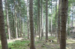 Gewerbeimmobilie kaufen in 9162 Weizelsdorf, TOP WALD FORSTWIRTSCHAFT 1,6 ha AM SINGERBERG ZU VERKAUFEN