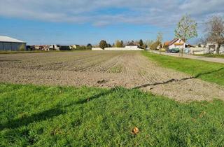 Grundstück zu kaufen in Strasse, 7162 Tadten, Sehr großzügiges Baugrundstück für ihr Eigenheim in Tadten