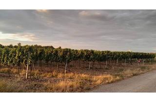  in 2524 Teesdorf, Gepflegter Weingarten mit Tropfbewässerung in 2524 Teesdorf zu verpachten, 1,4 Hektar in der Thermenregion