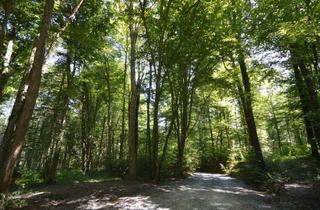 Gewerbeimmobilie kaufen in 7540 Güssing, Waldflächen im Bezirk Güssing und Bezirk Oberwart zu verkaufen !!!