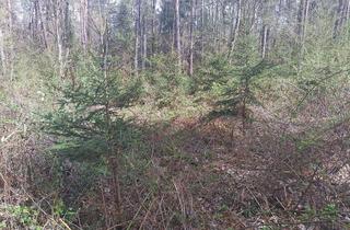 Grundstück zu kaufen in Hauptstraße, 7561 Poppendorf im Burgenland, Wald Parzellen Südburgenland