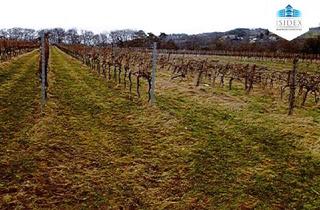 Agrarfläche kaufen in 3400 Klosterneuburg, Weingärten in bester Lage!