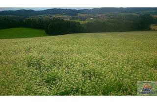 Grundstück zu kaufen in 3203 Rabenstein an der Pielach, Sonniges Baugrundstück am Waldrand zu verkaufen!