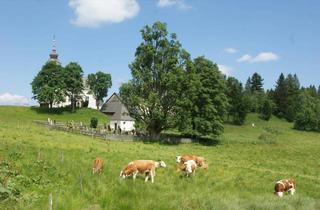 Grundstück zu kaufen in Glashütten, 8541 Gressenberg, RARITÄT AUF DER ALM