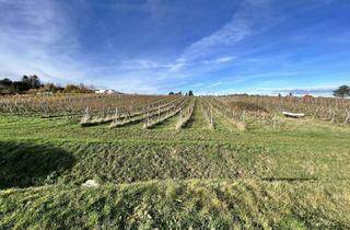 Villen zu kaufen in 2345 Brunn am Gebirge, Verlassenschaft zum Top-Preis (!) Charmante Villa im Dornröschenschlaf mit Weinberg- und Wienblick (!)