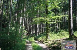 Gewerbeimmobilie kaufen in 3681 Hofamt Priel, Schöner größerer Waldbesitz!