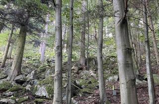 Gewerbeimmobilie kaufen in Els 51, 3613 Els, Wald im Kremstal