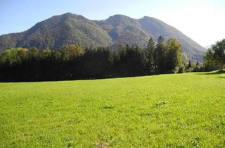 Gewerbeimmobilie kaufen in 4644 Scharnstein, Hübsche, landwirtschaftliche Wiese mit kleinem Wald - KEIN Baugrund !!!