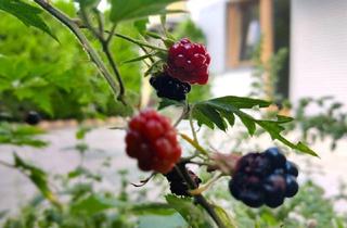 Wohnung mieten in Arzler Straße, 6020 Innsbruck, Hoher Wohngenuss in Innsbruck-Arzl, 3 Zimmer-Gartenwohnung