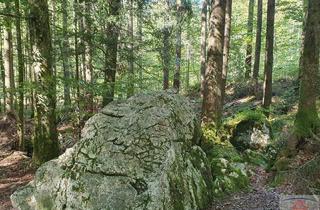 Grundstück zu kaufen in 3820 Kollmitzdörfl, Realisieren Sie Ihren Traum eines Grundstück mit Waldblick!