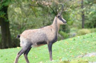 Gewerbeimmobilie kaufen in Forstweg, 9020 Klagenfurt, Eigenjagd Kärnten - Wald & Jagdbesitz