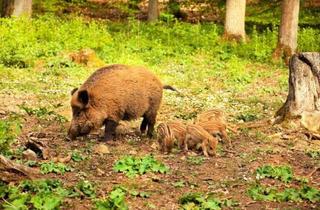 Gewerbeimmobilie kaufen in 3122 Gansbach, Eigenjagd mit 350 ha - top Wildschwein- & Mufflonjagd