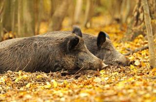 Gewerbeimmobilie kaufen in 3122 Gansbach, 147 ha Eigenjagd - Saujagd mit Mufflon, Jagdgebiet auf Rehwild erweiterbar auf 350 ha