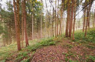 Gewerbeimmobilie kaufen in 8720 Knittelfeld, Wald & Weide