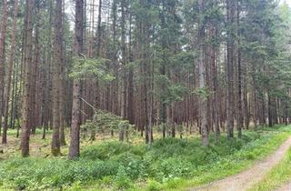 Grundstück zu kaufen in Neudau 979, 8292 Neudau, Gepflegtes Waldstück im Neudauer Wald