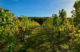 Grundstück zu kaufen in 3500 Krems an der Donau, TOP Weingarten Riesling