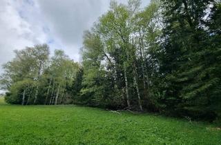 Gewerbeimmobilie kaufen in 5162 Obertrum am See, Landwirtschaftliches Grünland mit Waldfläche