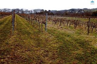 Gewerbeimmobilie kaufen in 3400 Weidling, "Ihr Traum vom eigenen Weingut könnte bald wahr werden"