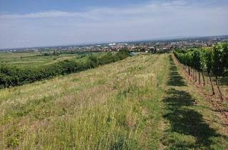 Grundstück zu kaufen in 2511 Pfaffstätten, Gerodeter Weingarten in der Thermenregion Pfaffstätten