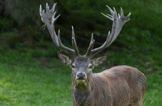 Gewerbeimmobilie kaufen in 8931 Großreifling, 590 ha Jagd mit Jagdhaus und Rotwildfütterung