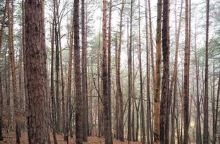 Grundstück zu kaufen in 7572 Deutsch Kaltenbrunn, Erholsamer Wald in Deutsch Kaltenbrunn