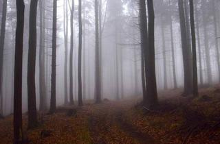 Gewerbeimmobilie kaufen in Stammwald 1, 7464 Markt Neuhodis, Große Waldflächen mit gepflegtem Baumbestand zu verkaufen