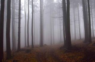 Immobilie kaufen in Stammwald 1, 7464 Markt Neuhodis, Große Waldflächen mit gepflegtem Baumbestand zu verkaufen